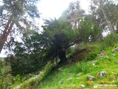 Tejos Rascafría-Valhondillo o Barondillo;las chorreras gredos parque natural de redes rutas ermita 